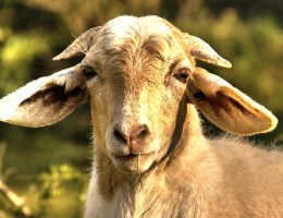 فراخوان خرید گوسفند جهت قربانی در عید قربان