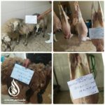 قربانی_گوسفند