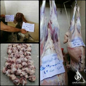 قربانی_گوسفند