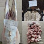 قربانی_گوسفند