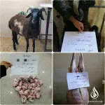 قربانی_گوسفند
