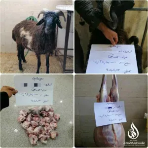 قربانی_گوسفند